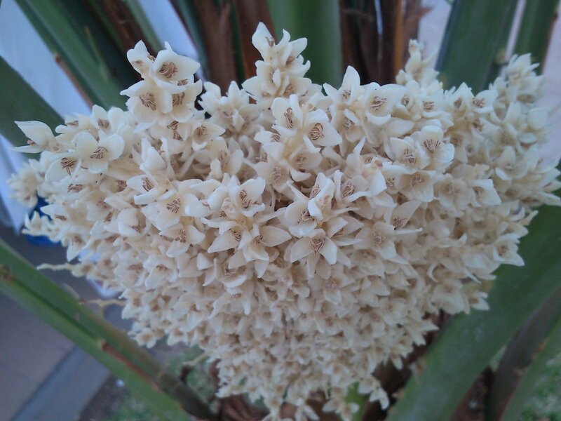 White Palm Flowers