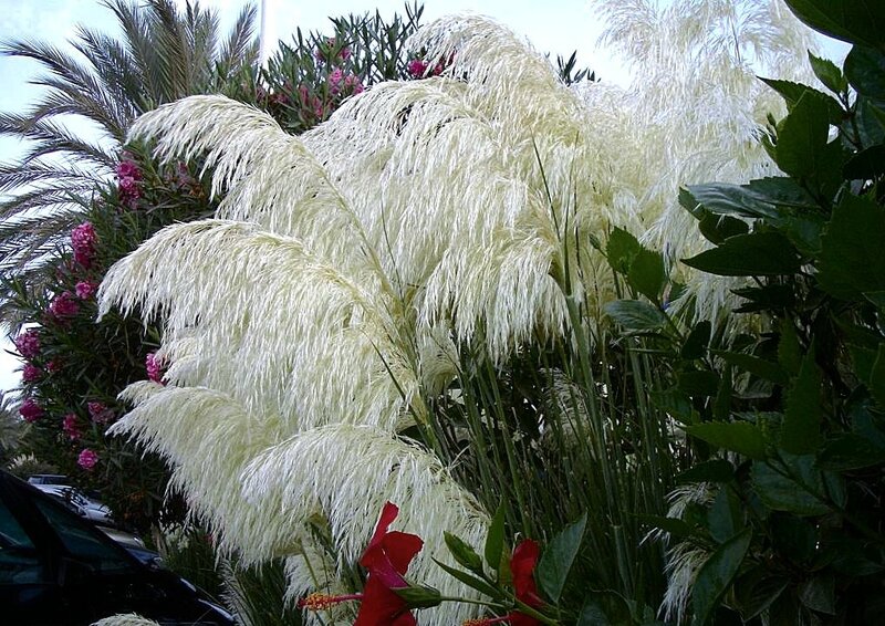 White pampas grass in garden
