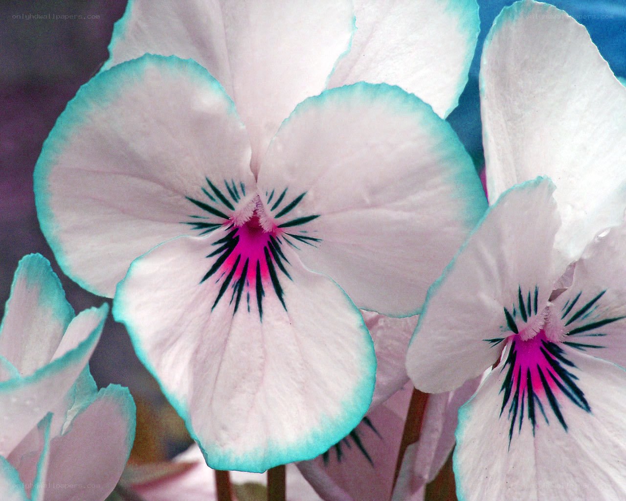 White pansies with blue edges