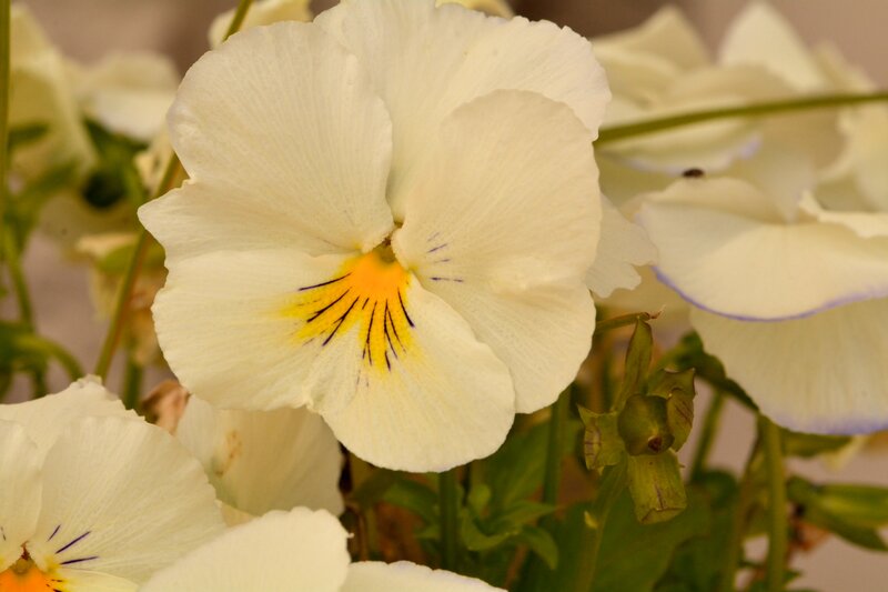 White Pansy Flower — Calm, Photograph