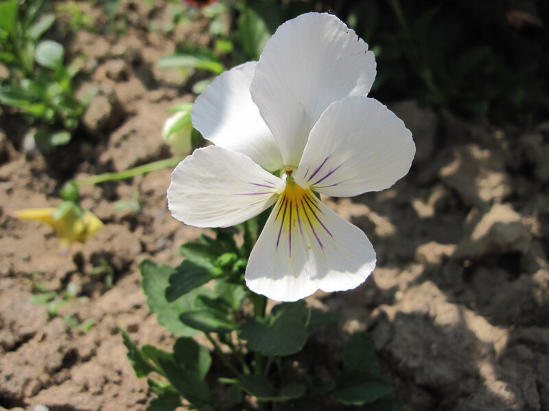 White Pansy Flower — Calm