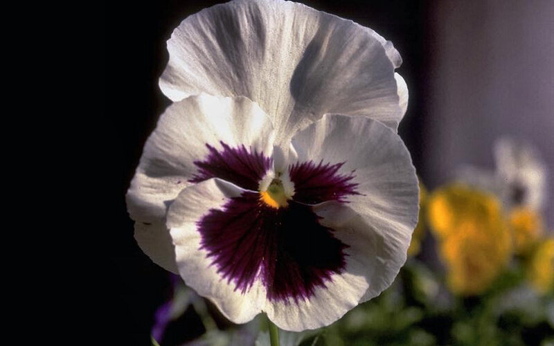 White Pansy Flower — Dramatic