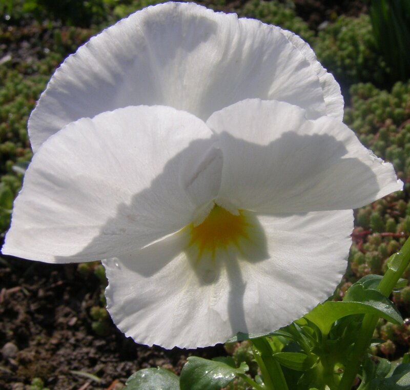 white pansy flower