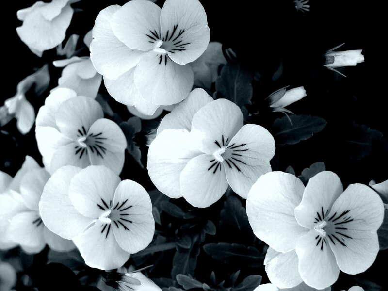 White Pansy Flowers — Black
