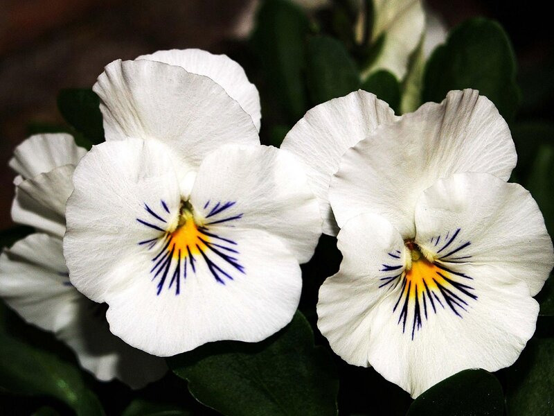 White Pansy Flowers