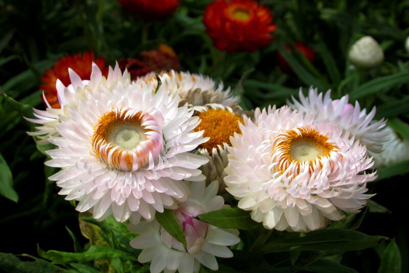 White Paper Daisies