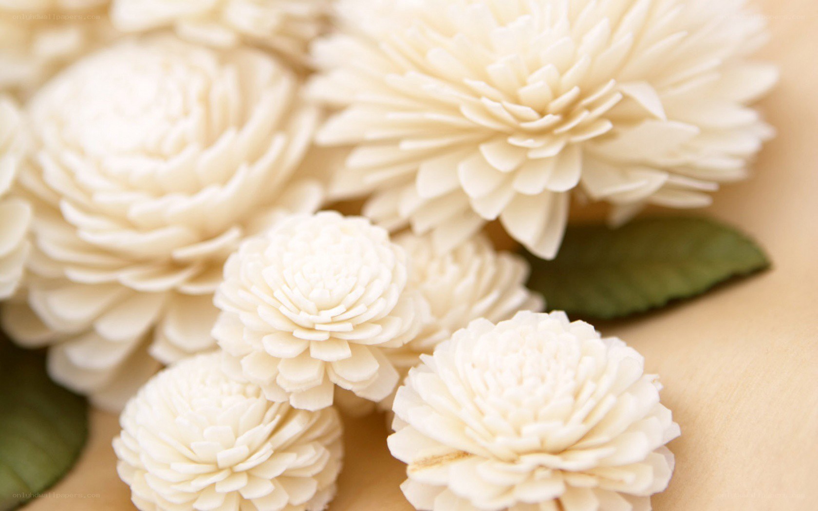 white paper flowers with green leaves