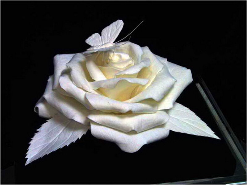 White Paper Rose