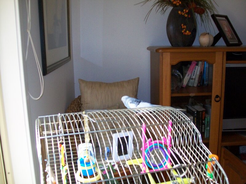 White Parakeet on Cage