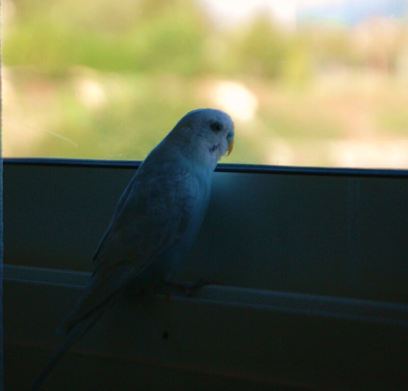 White Parakeet on Windowsill