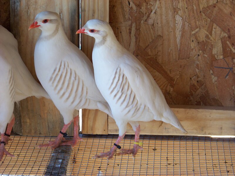 white partridges in a coop