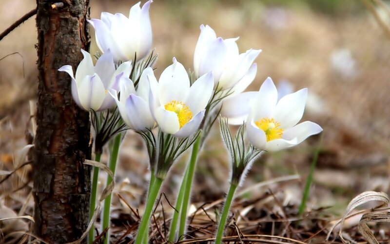 White Pasqueflower Blooms — Serene, Spring, Photograph