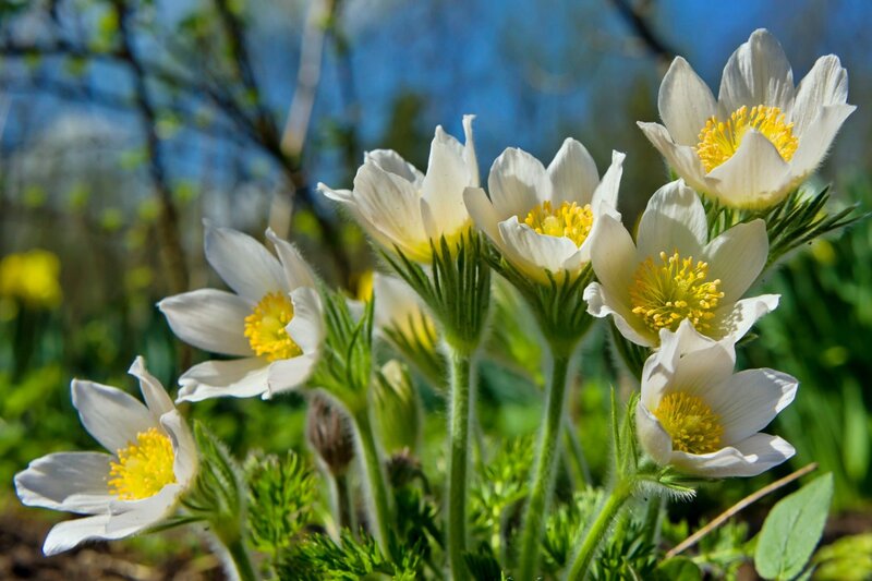 White Pasqueflower Blooms — Serene, Spring