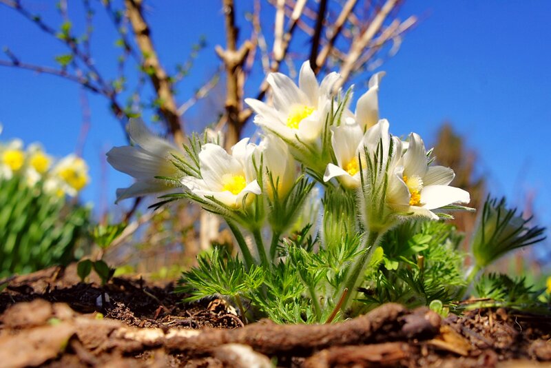 White Pasqueflower Blooms — Serene