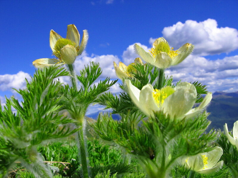 White Pasqueflower Blooms