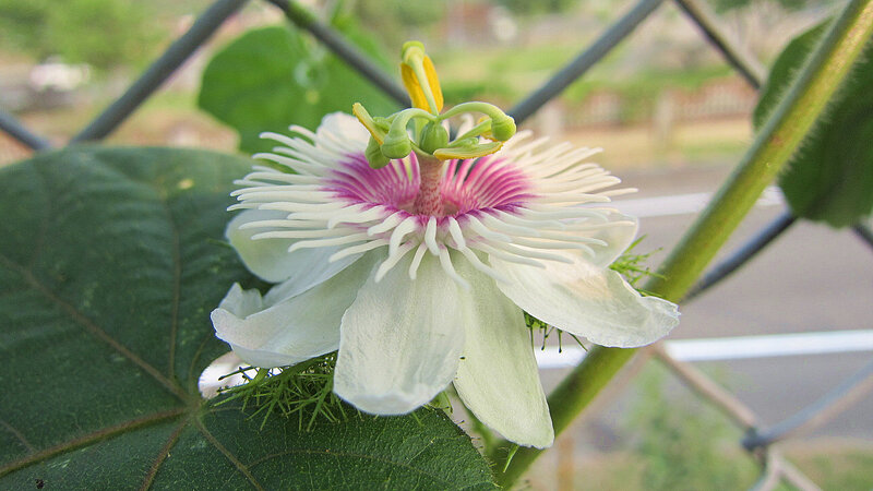 White Passionflower Bloom
