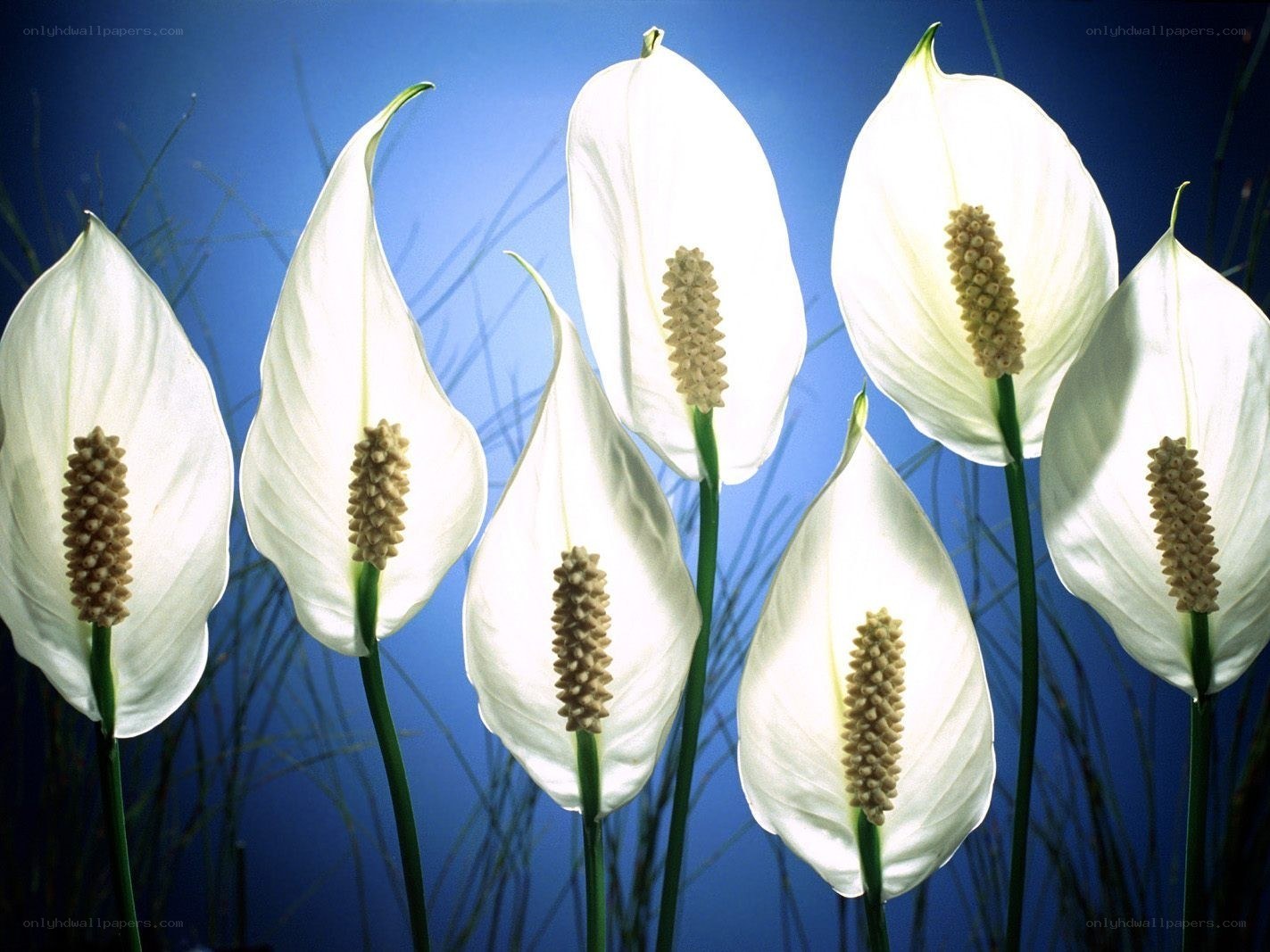White peace lilies in bloom