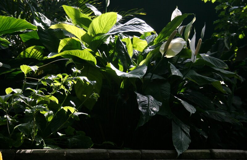 White Peace Lilies in Foliage