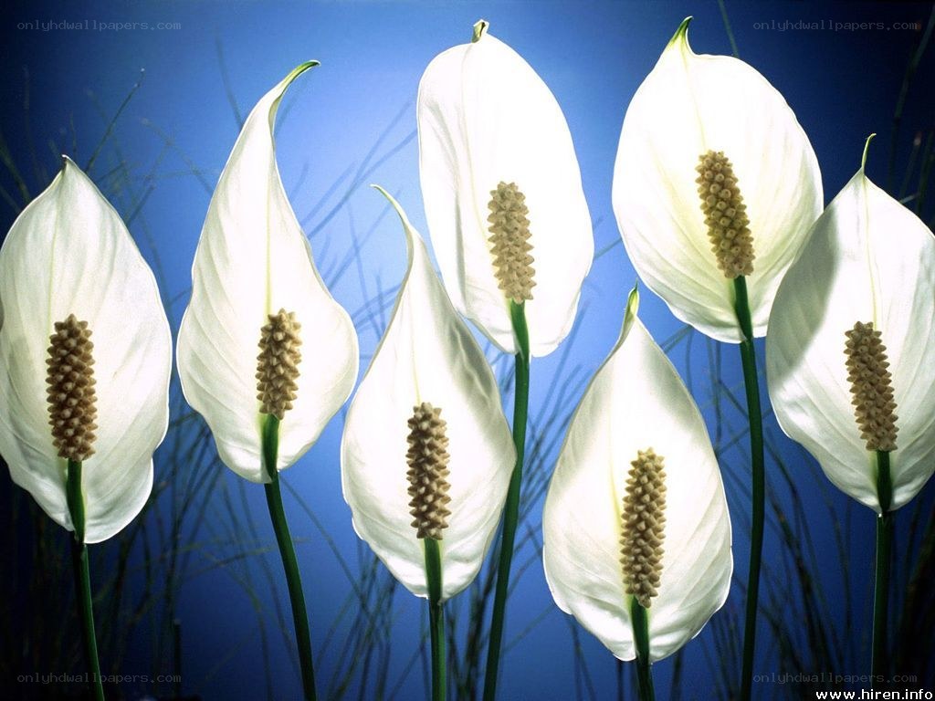 White peace lilies on blue