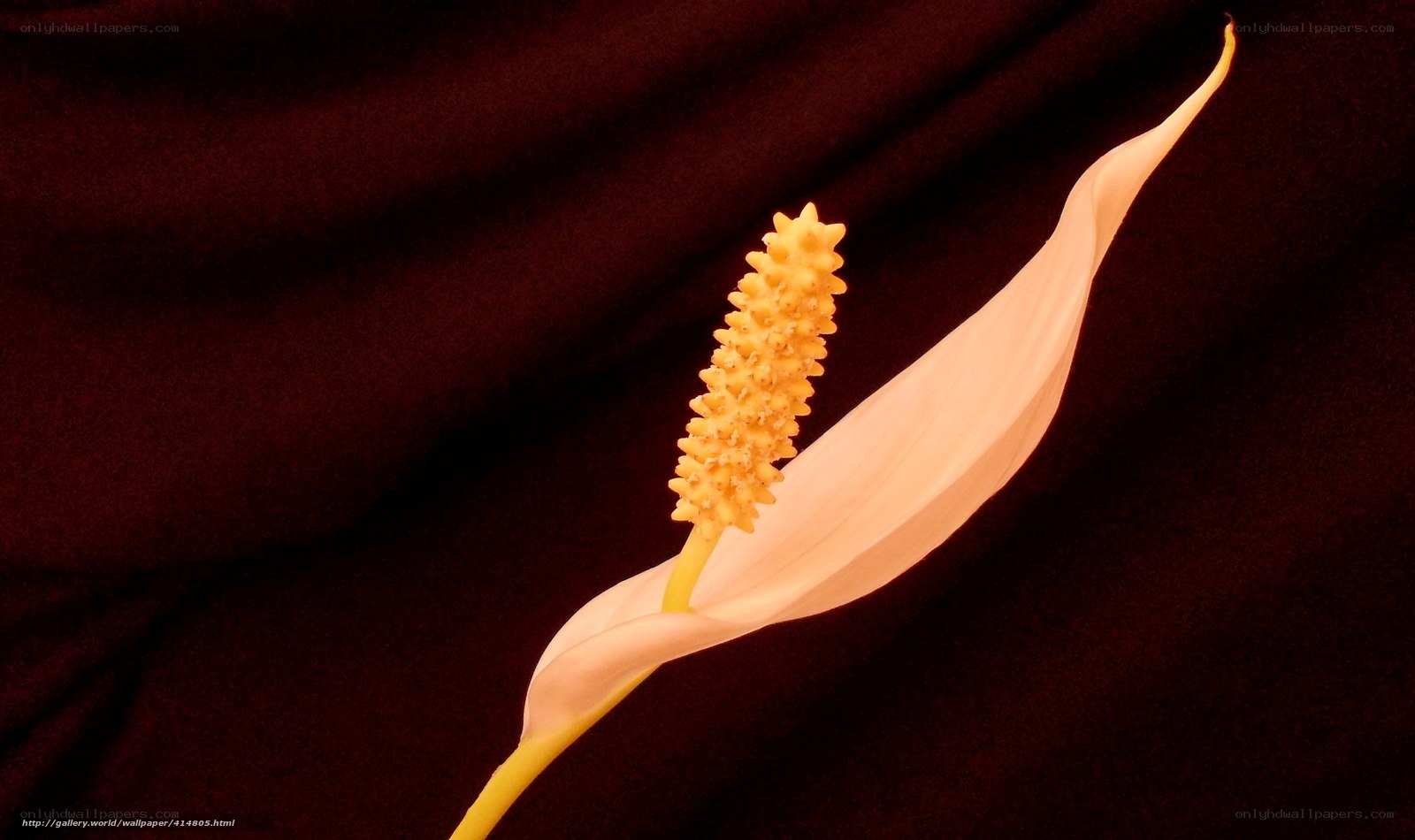 White peace lily flower