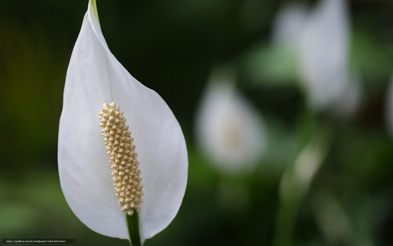 White peace lily flower