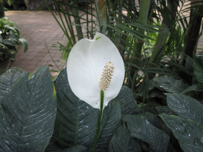 White Peace Lily Flower — Calm, Afternoon