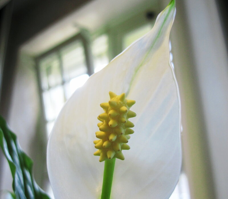White Peace Lily Flower — Calm, Morning