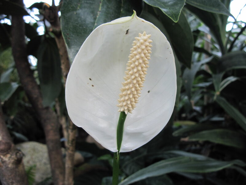 White Peace Lily Flower — Calm, Photograph, Green Leaves
