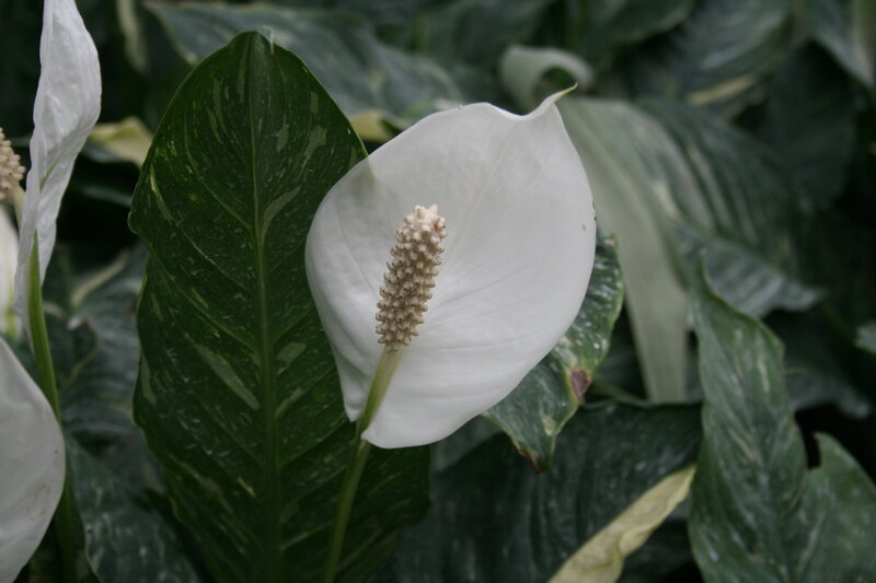 White Peace Lily Flower — Calm, Photograph