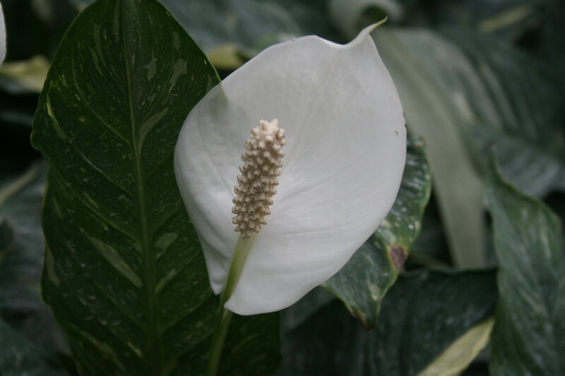 White Peace Lily Flower — Calm