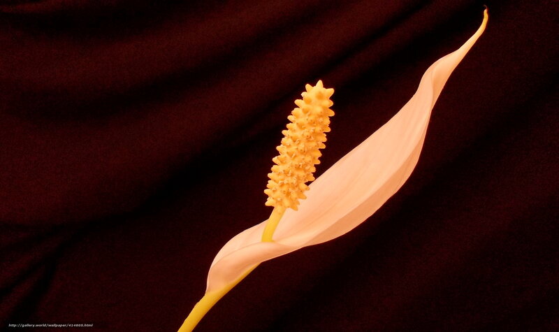 White Peace Lily Flower — Dramatic, Photograph