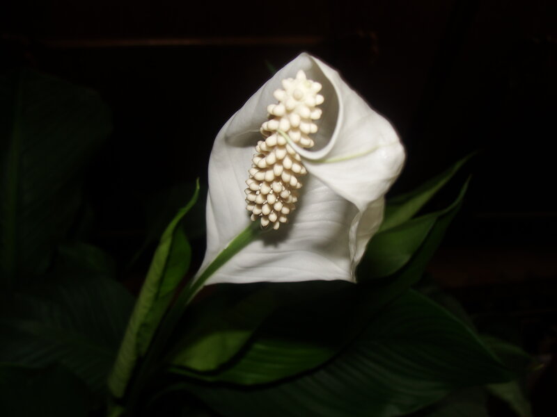 White Peace Lily Flower — Dramatic