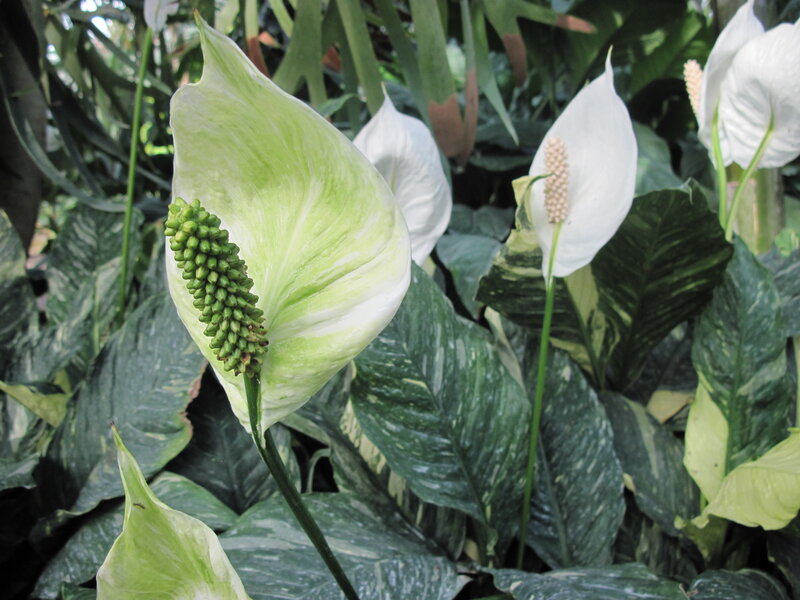 White Peace Lily Flower — Green, Calm