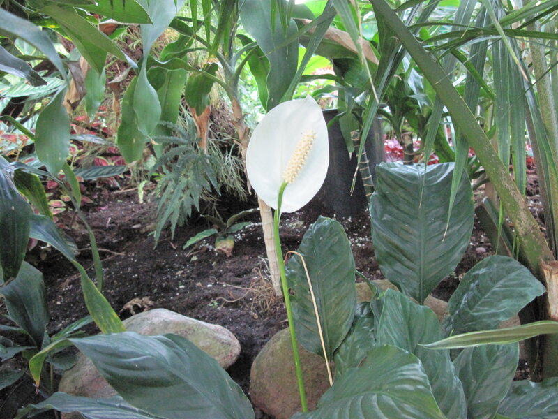 White Peace Lily Flower — Green