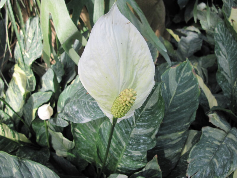 White Peace Lily Flower — Natural