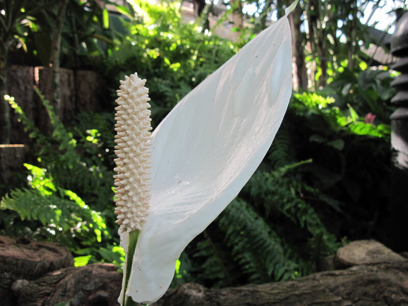 White Peace Lily Flower — Serene, Afternoon