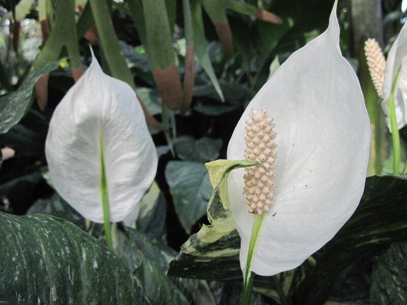 White Peace Lily Flower — Serene, Photograph, Green Leaves