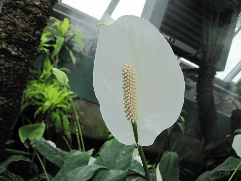 White Peace Lily Flower — Serene, Photograph, Green Leaves, Tree Trunk
