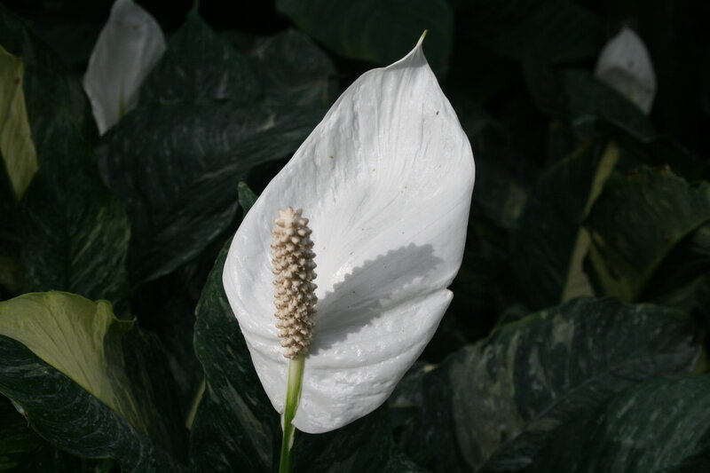 White Peace Lily Flower — Serene, Photograph