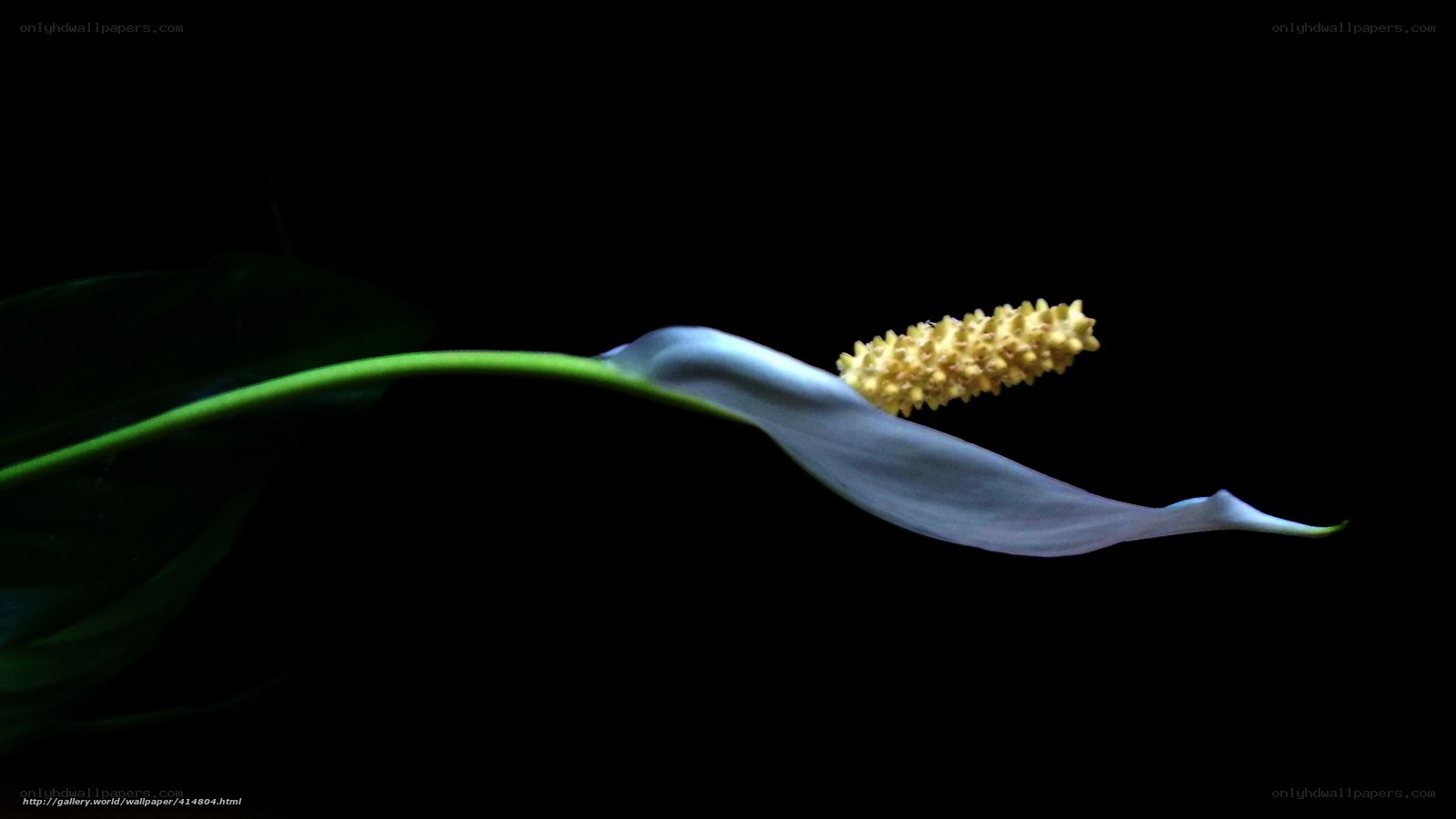 White peace lily flower
