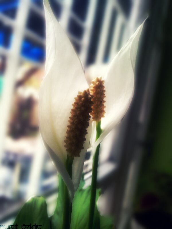 White peace lily flowers
