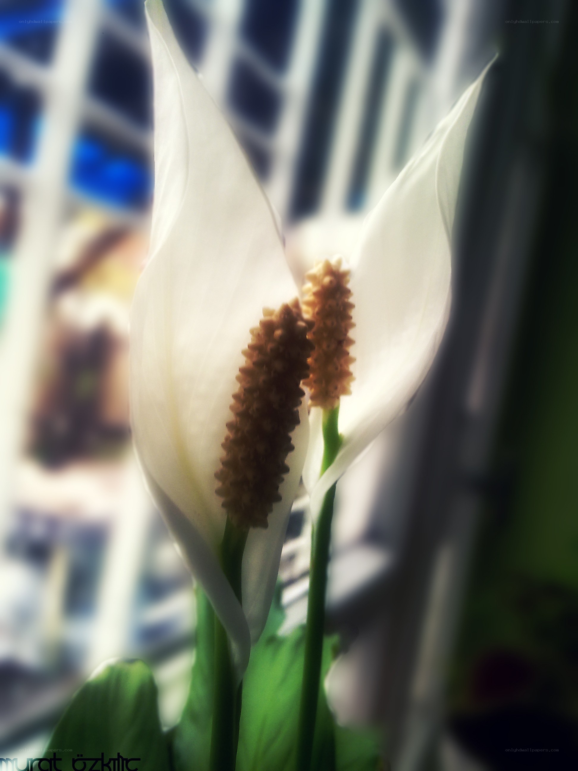 White peace lily flowers