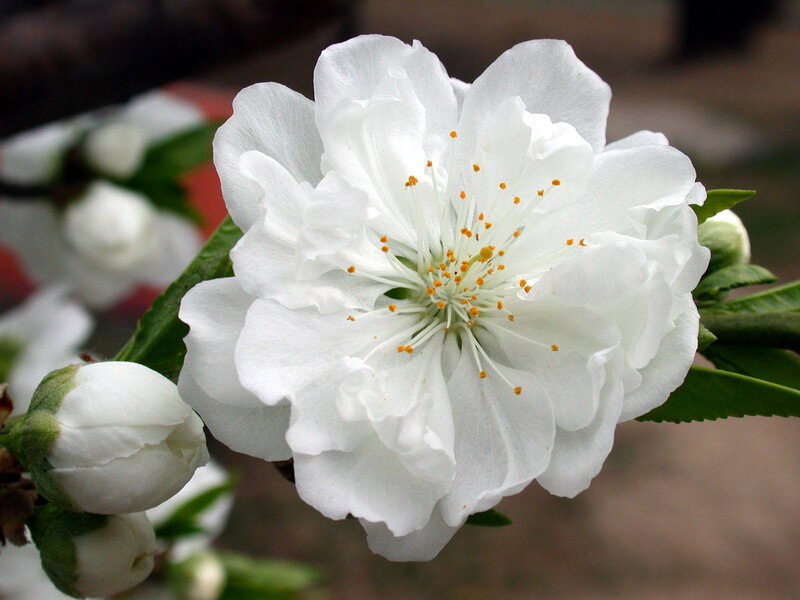 White Peach Blossom