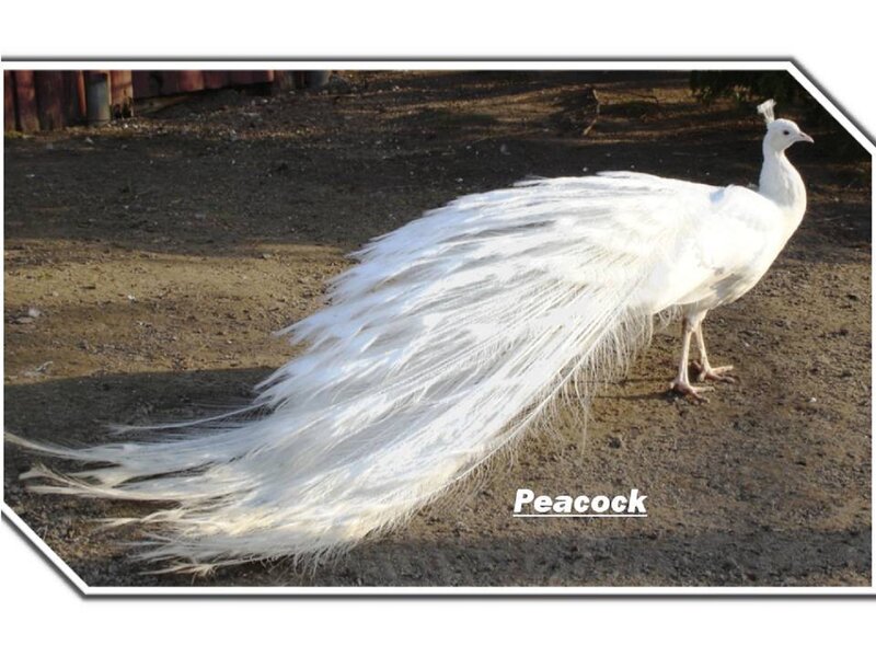 White Peacock — Calm