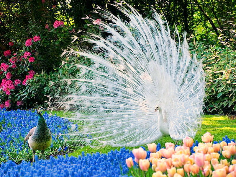 White Peacock Displaying — Blue