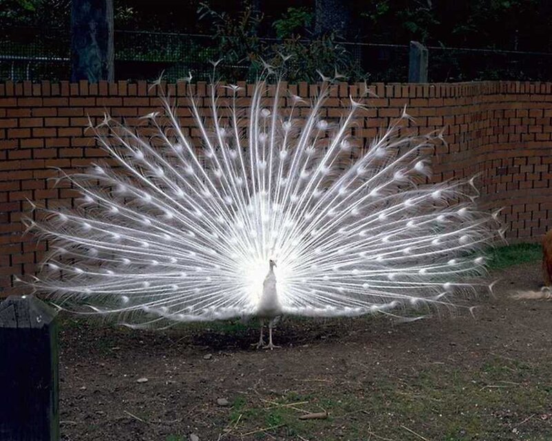 White Peacock Displaying — Calm, Afternoon, Photograph, Brick Wall