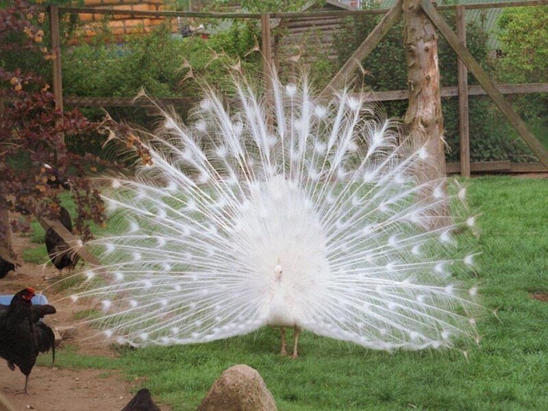 White Peacock Displaying — Calm, Afternoon, Photograph, Chickens, Grass, Fence