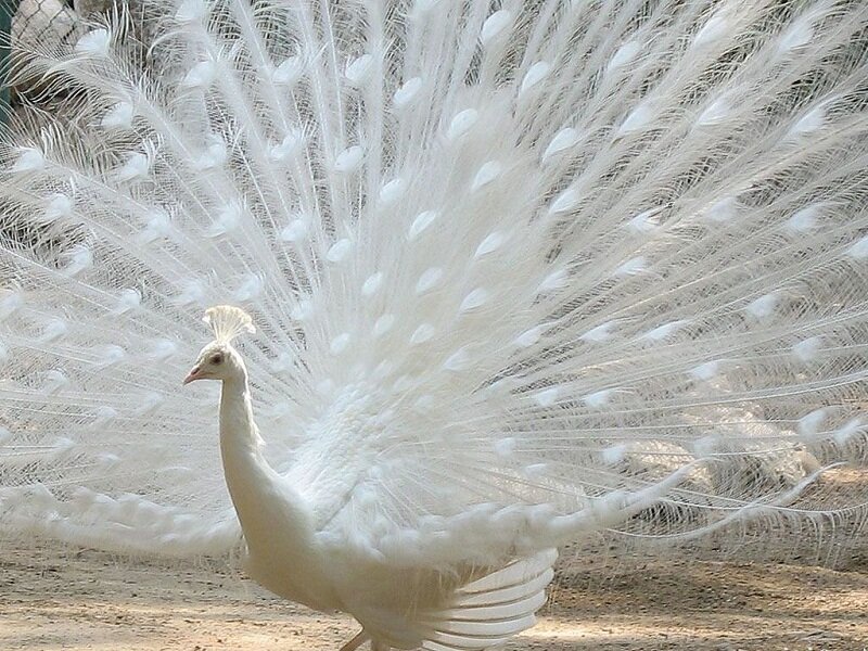 White Peacock Displaying — Calm, Afternoon, Photograph, Feathers