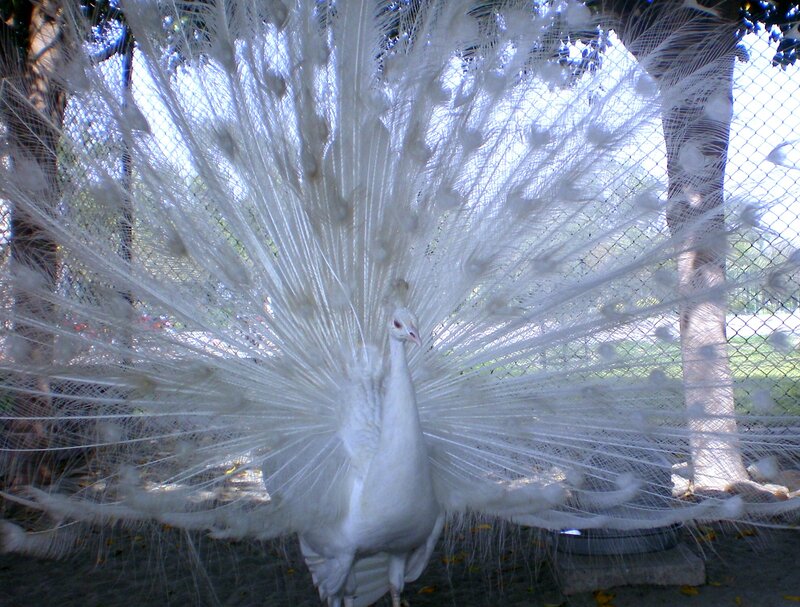 White Peacock Displaying — Calm, Afternoon, Photograph