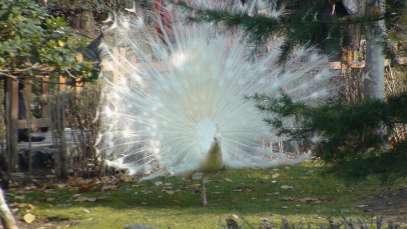 White Peacock Displaying — Calm, Afternoon, Photograph, Tree, Grass
